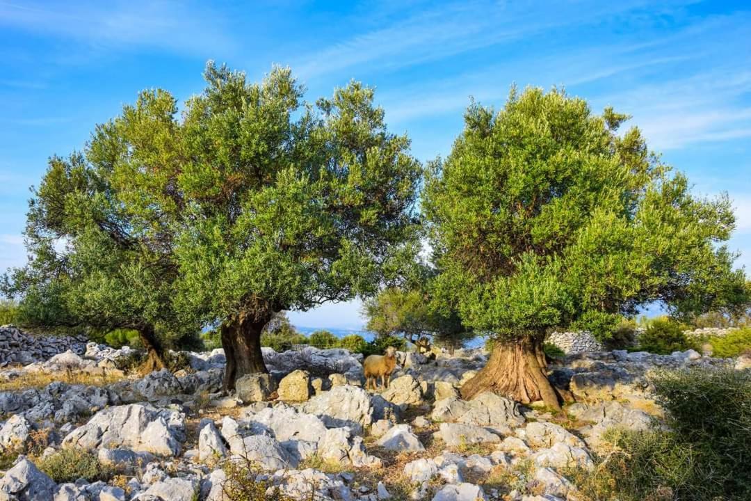 Stanko Sea View Leilighet Metajna Eksteriør bilde